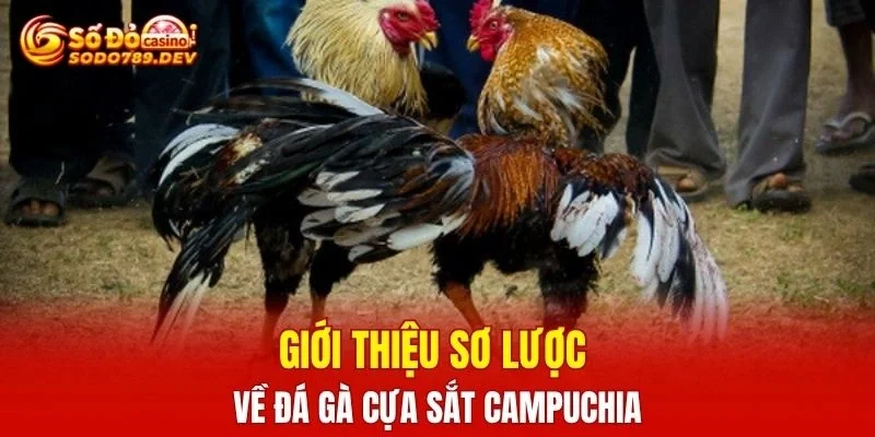 Giới thiệu sơ lược về đá gà cựa sắt Campuchia