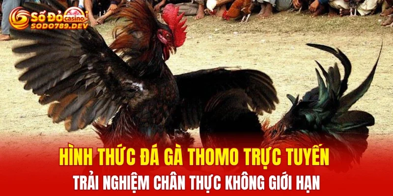 Hình thức đá gà thomo trực tuyến – trải nghiệm chân thực không giới hạn