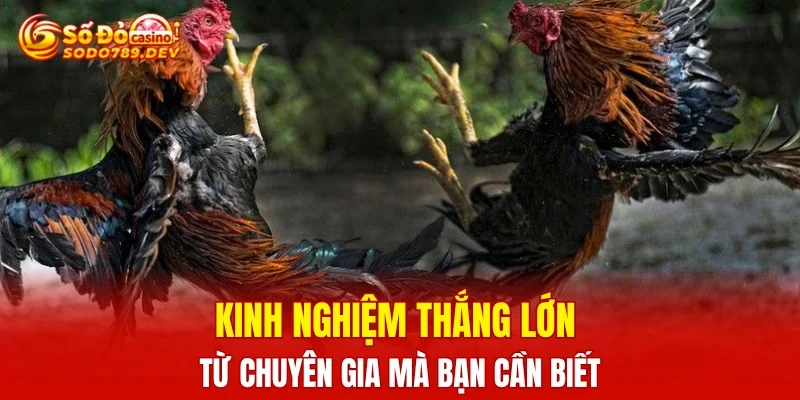 Kinh nghiệm thắng lớn từ chuyên gia mà bạn cần biết